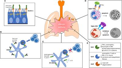 The Role of Lectin Receptors and Their Ligands in Controlling Allergic Inflammation